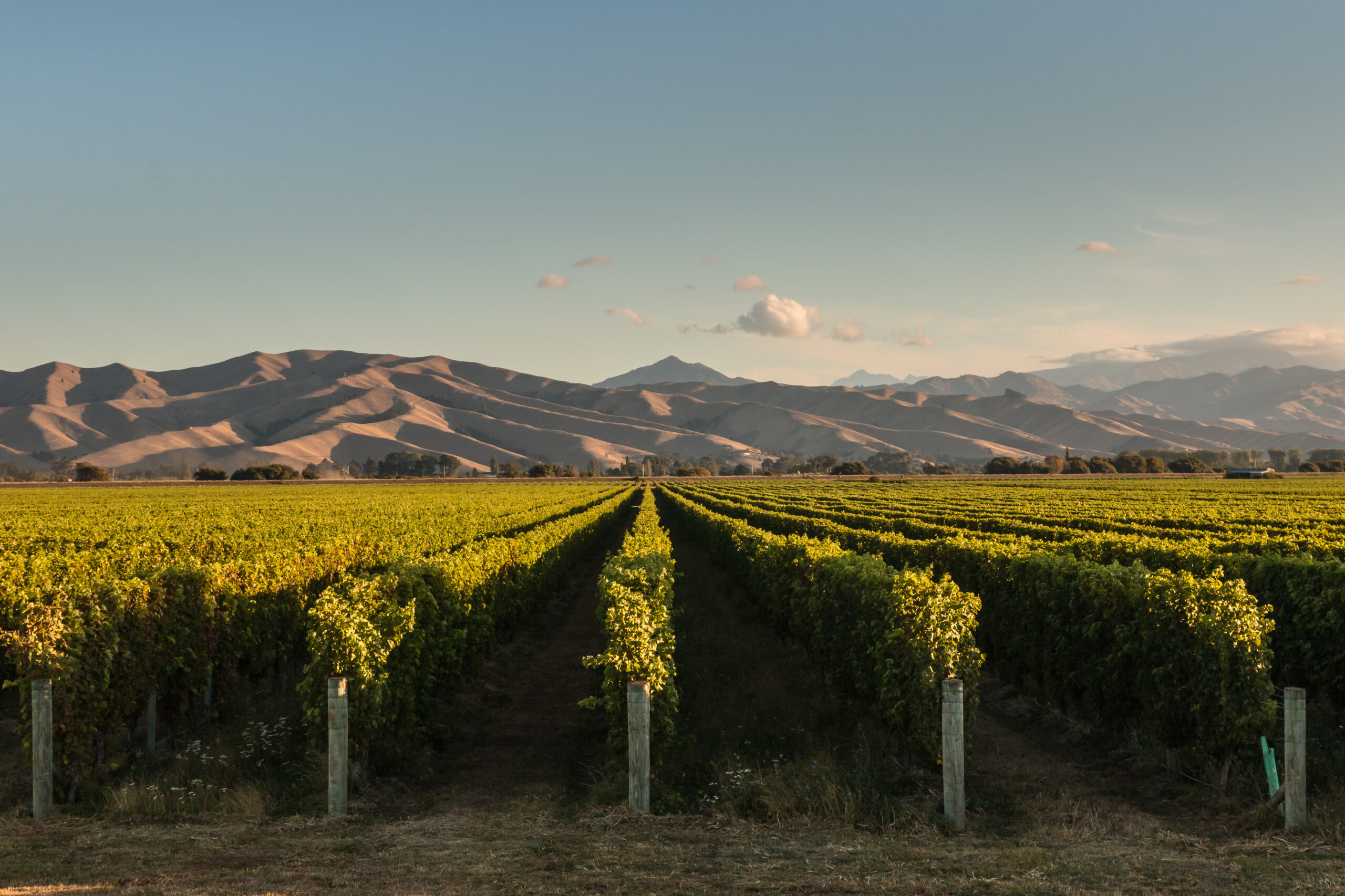 rows of vine in vineyard in New Zealand