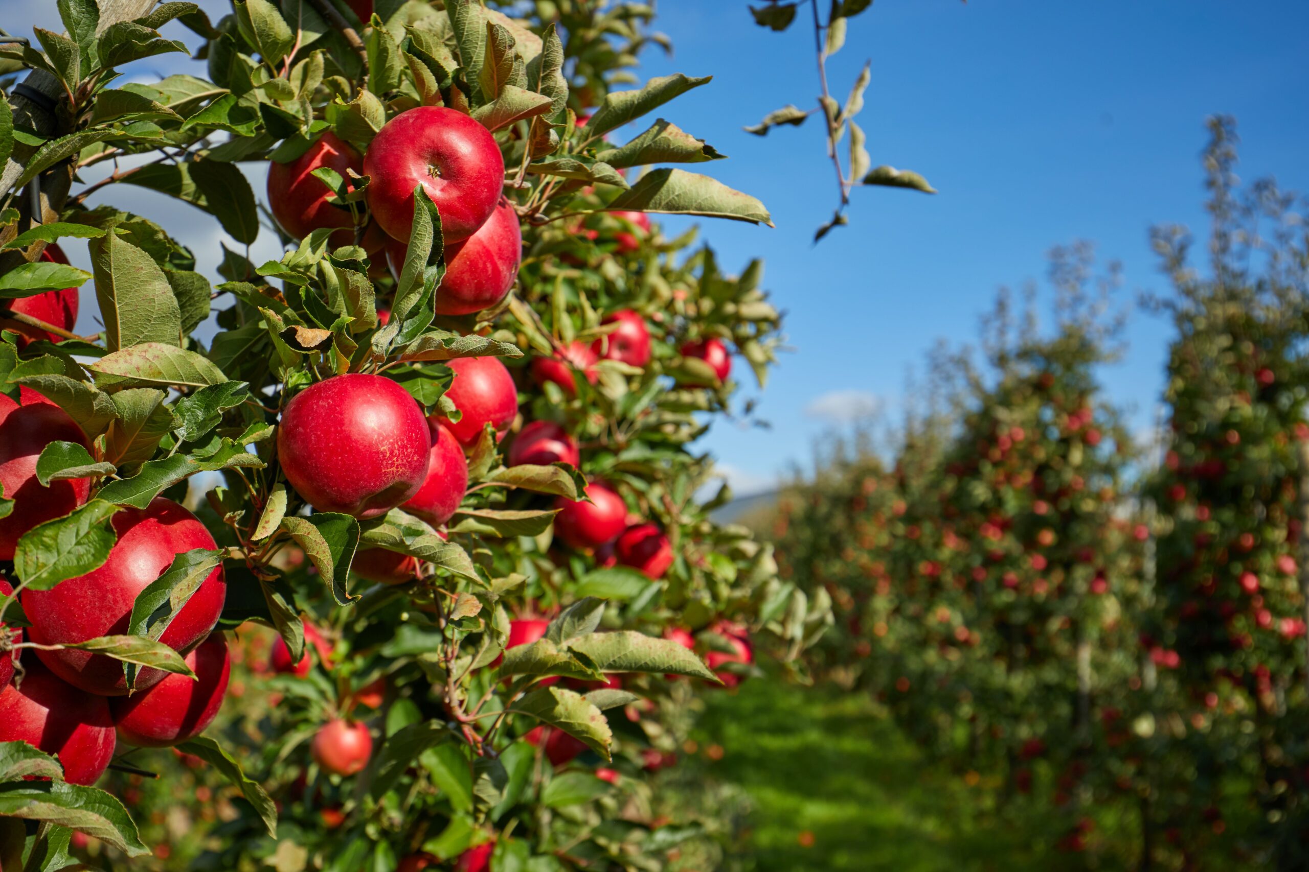 Shiny delicious apples hanging from a tree branch in an apple or