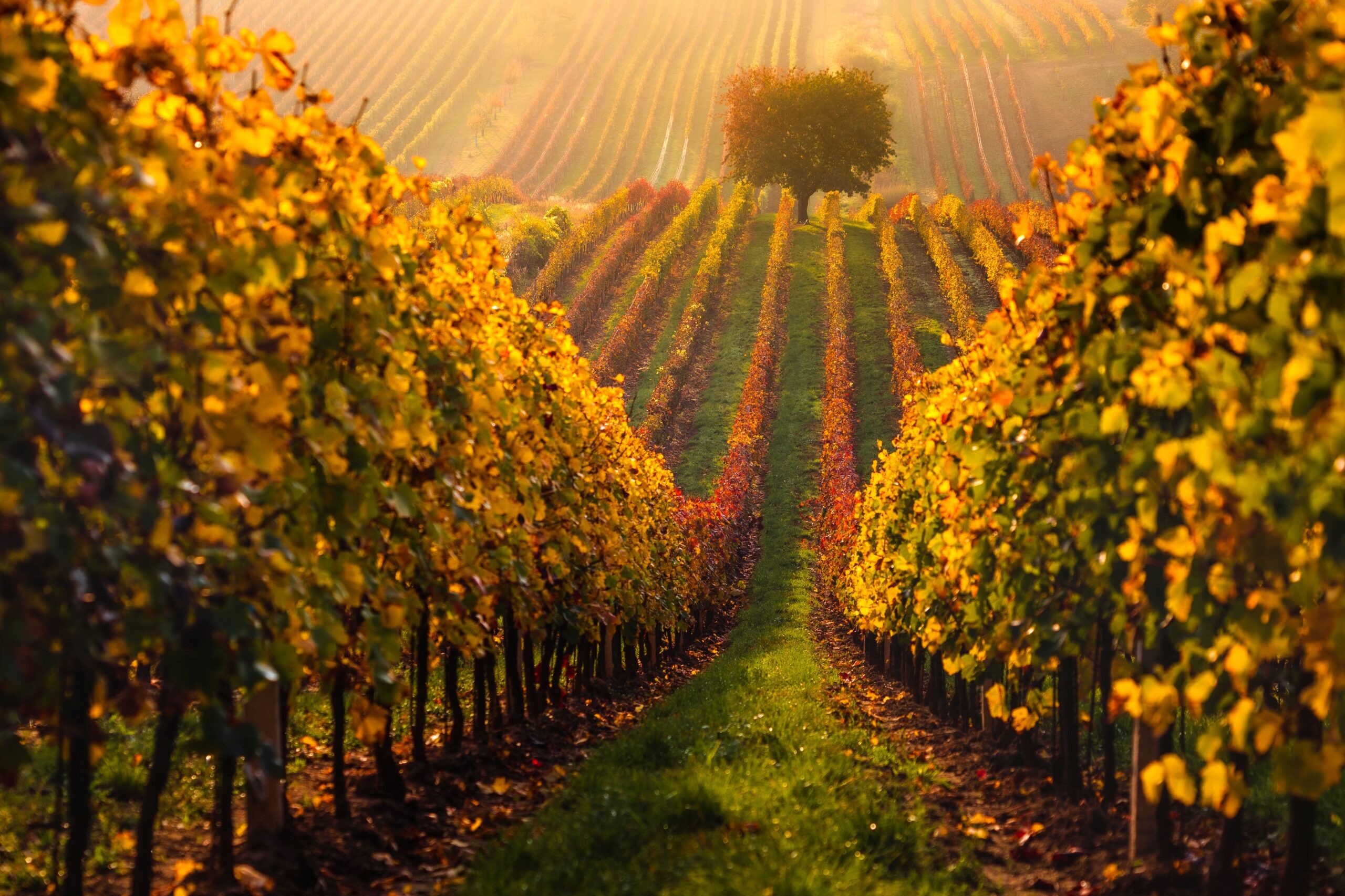 Autumn in Moravian vineyards near Velke Bilovice in Czech Republ