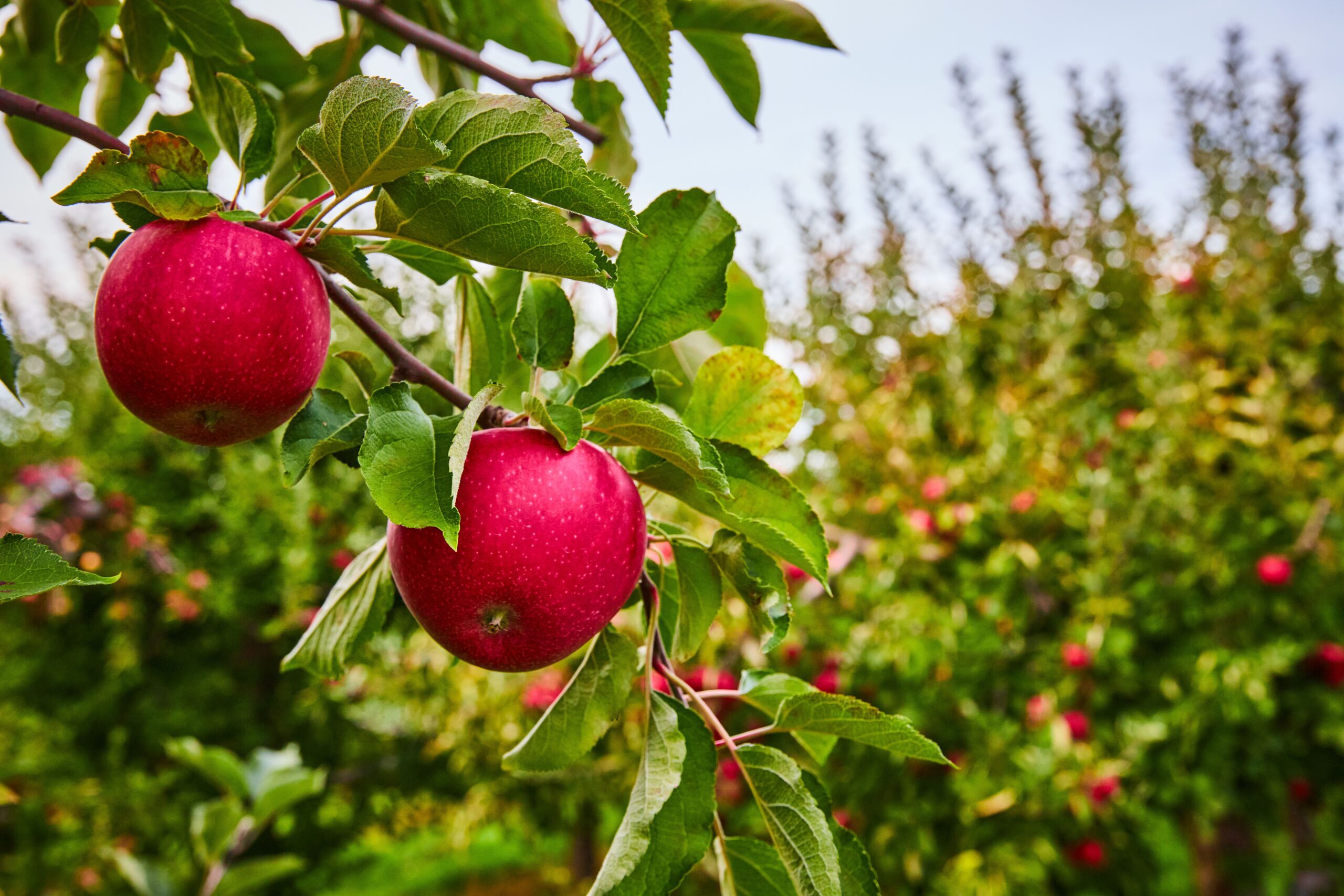 Pair of fresh red apples growing on farm orchard branch